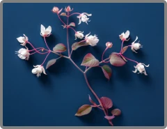 Horny Goat Weed (Epimedium) in Nitric Boost Ultra